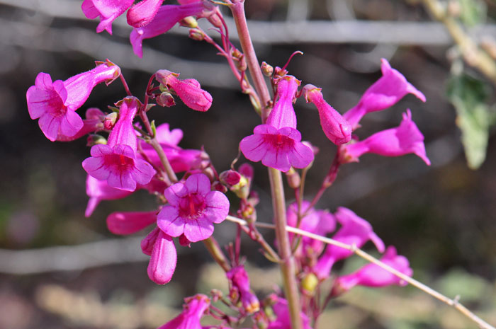 Parry's Beardtongue is a native perennial with showy pink tubular flowers attracting hummingbirds and other nectar seekers. Penstemon parryi 